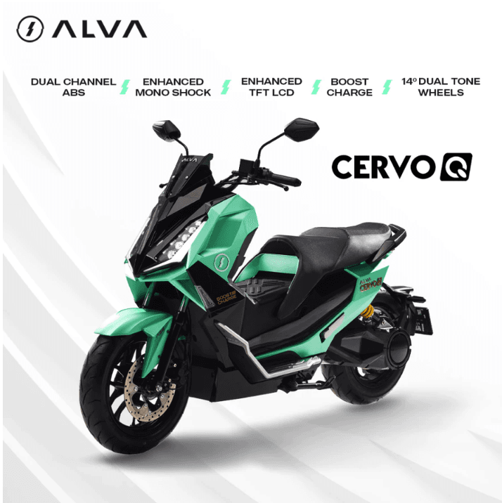 ALVA CERVO Q